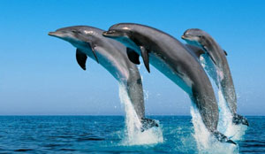 Paseos y excursiones en barco para avistar delfines y ballenas en Gran Canaria