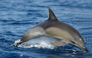 Ballena rorcual de Bryde :: Especies de Ballenas en Gran Canaria