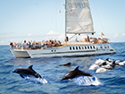 Super Catamaran Costa y Delfines