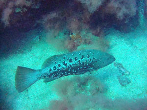 Open Water Avanzado Gran Canaria Boat Trips 2026