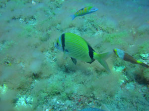 Haz Clic para ver más fotos