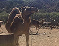 Camel Ride Dunes Oasis Camel Ride Dunes Oasis